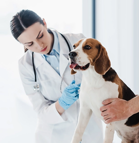 Kızılcahamam Veteriner